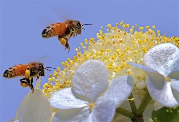 中蜂养殖实用技术大全（养中蜂的详细技术方法和要点）
