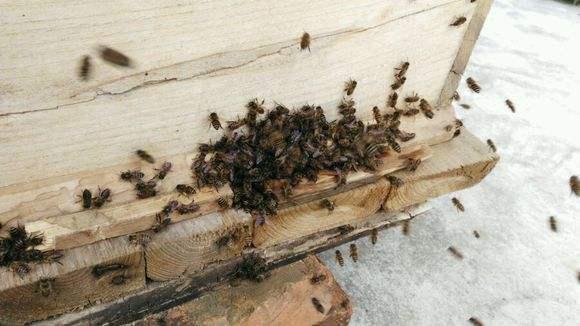 中蜂如何防止被意蜂盗（预防和驱赶意蜂盗蜂的方法）