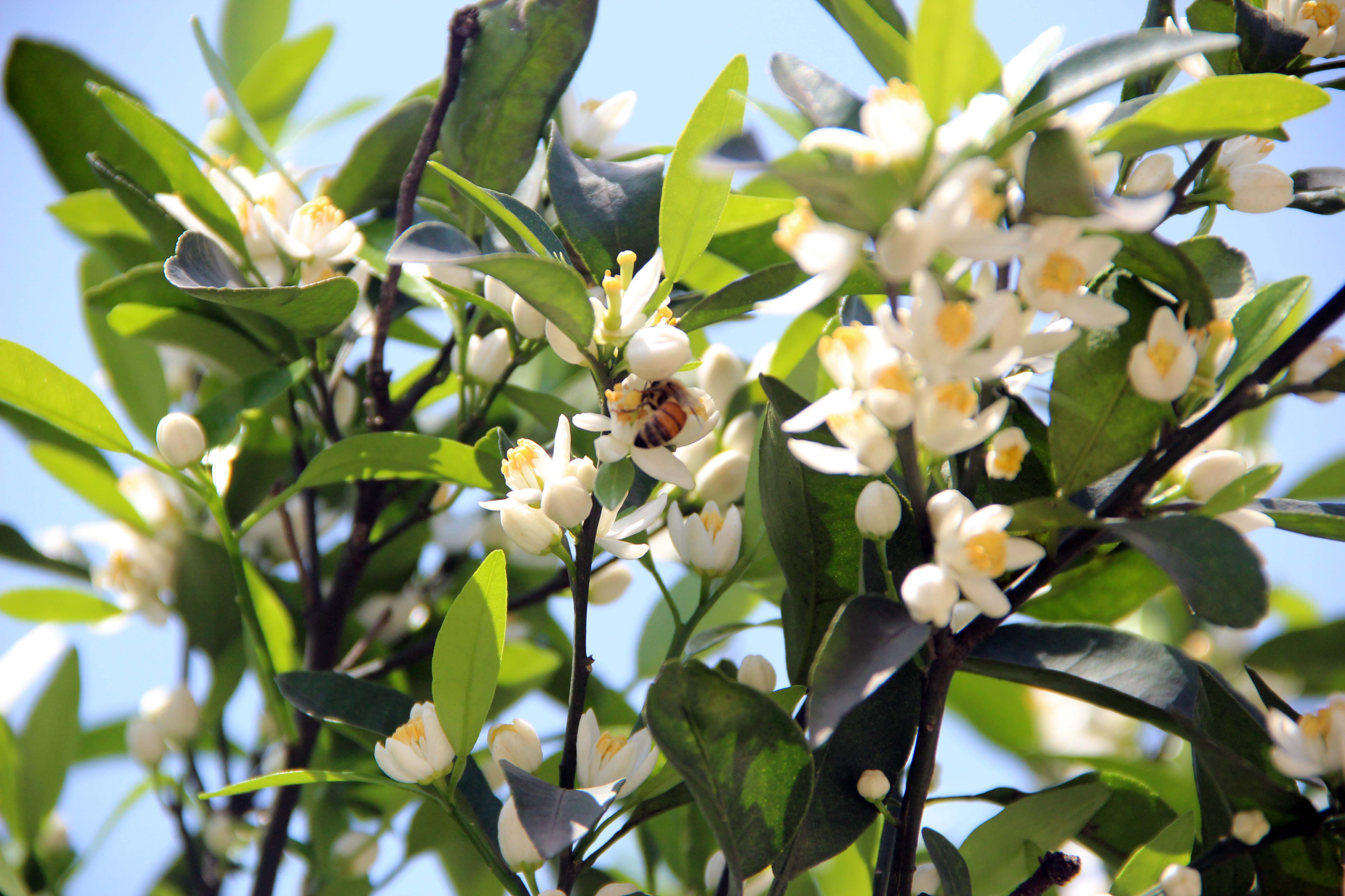 柑橘什么时候开花（柑橘开花时间）
