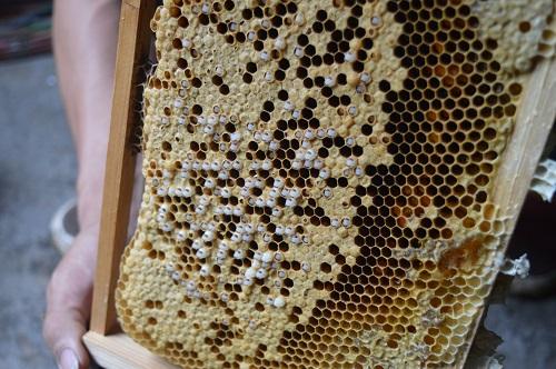 蜜蜂巢虫如何防治