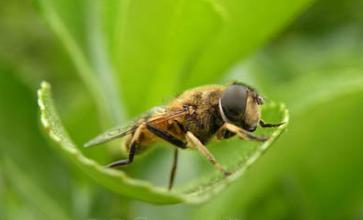 蜜蜂孢子虫病如何防治？