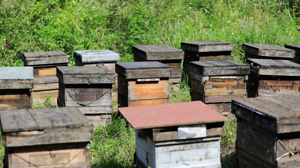 养蜜蜂的蜂箱通风口应该装在什么位置（详解蜂箱通风口安装位置）