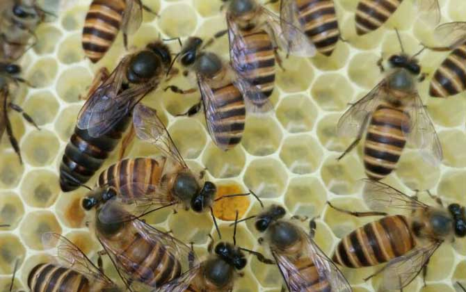养蜂常见的四大虫害有哪些？