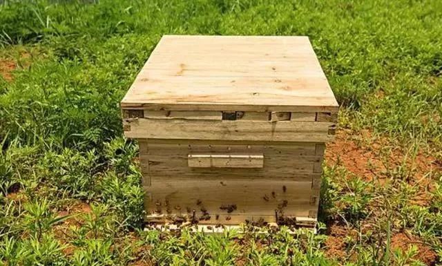 养蜜蜂的蜂箱多少钱一个（蜜蜂蜂箱价格及选购要求）