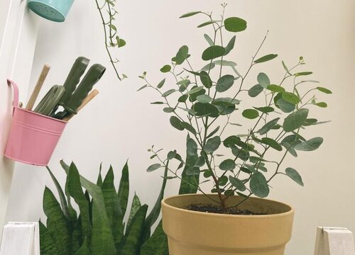 桉树流蜜多还是龙眼树多（流蜜最多的树有哪些）