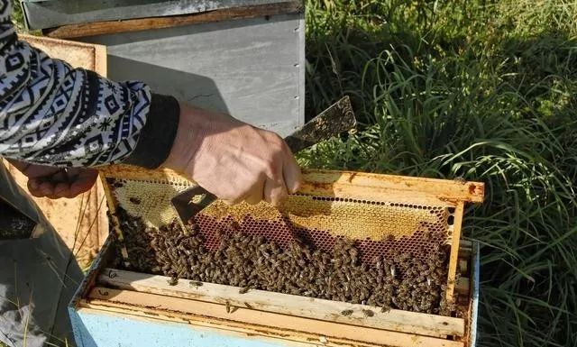 活框养蜂谁发明的（养蜂人发明新式养蜂法）