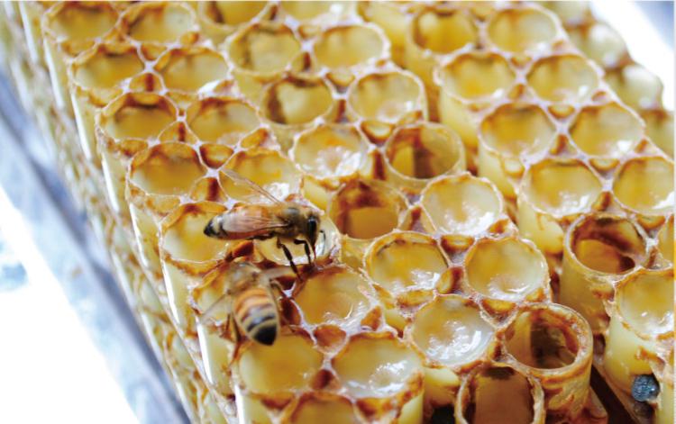 新手养蜂怎么取王浆（取蜂王浆的操作过程）