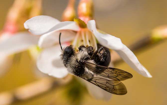 捉到一只蜜蜂怎么养活？