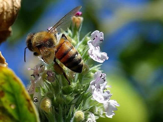 自然分蜂后怎么处理？
