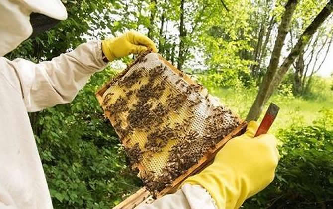 如何掌握蜜蜂的蜂脾关系？