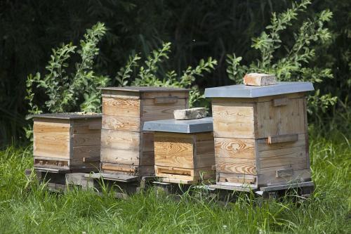 新手养蜂买那些工具（新手养蜂，如何选择养蜂工具）