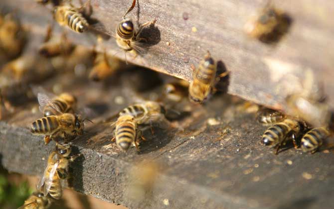 蜜蜂养殖新技术及注意事项（蜜蜂养殖实用技术介绍）