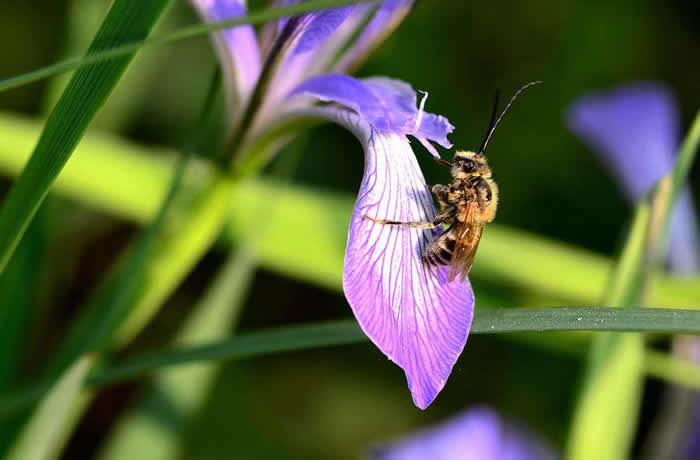 【蜜蜂知识】雄蜂卵和工蜂卵的区别？