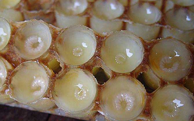 蜂王浆是由多少天的蜜蜂生产的（蜂王浆是怎么形成的）