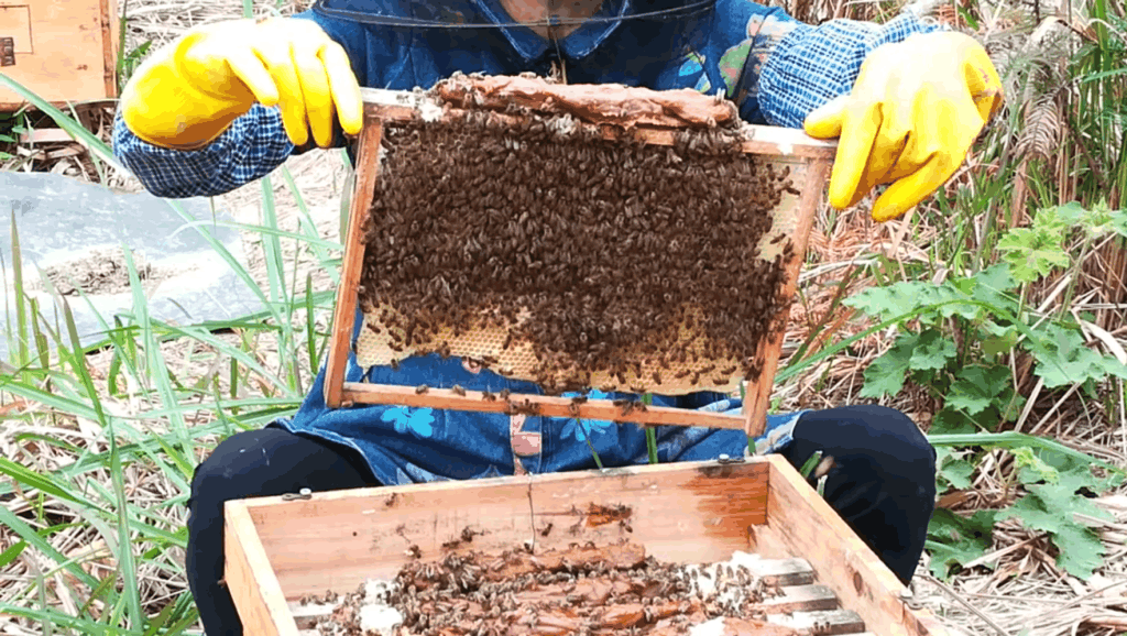 怎样学会养蜂技术（新手养蜂要先学什么技术）