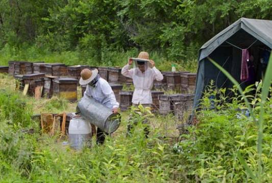 【蜜蜂养殖】养蜂人为什么都长寿