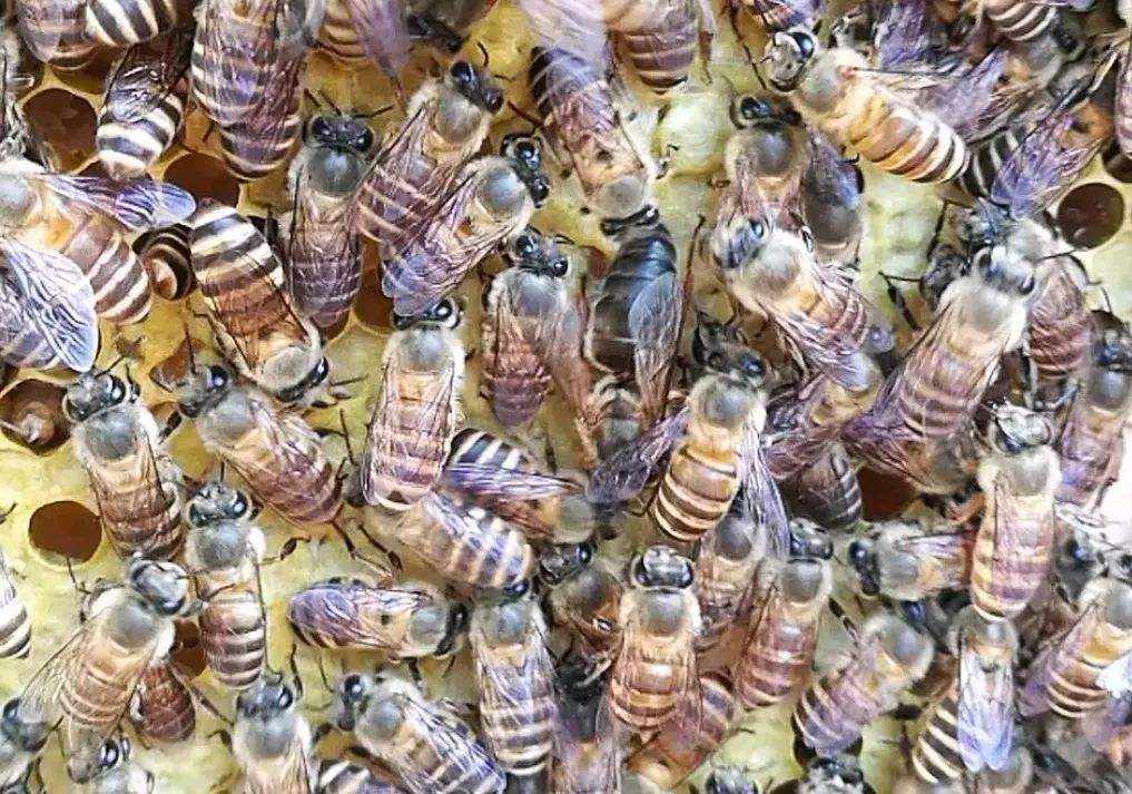 蜂群秋季如何管理