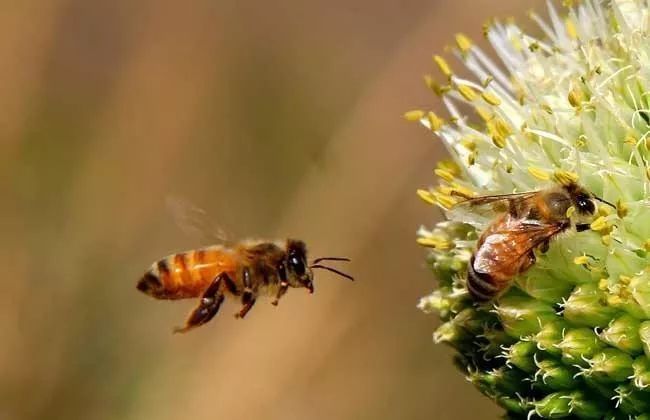 怎么给蜜蜂消毒（给蜜蜂消毒用什么药）