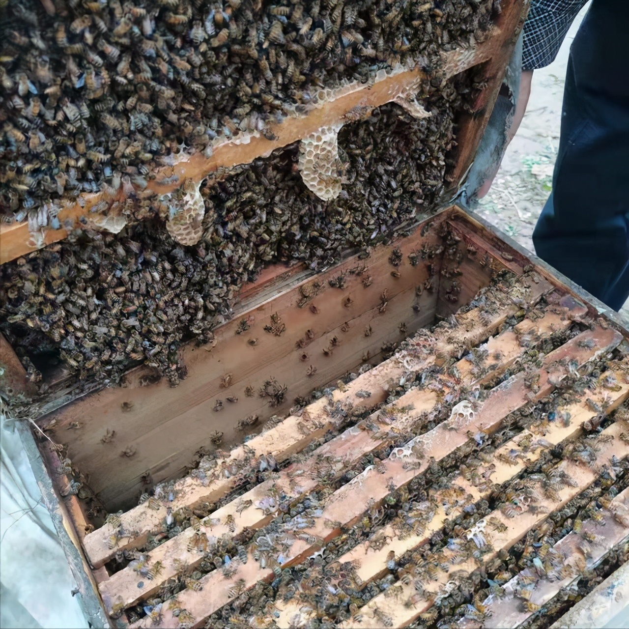 中蜂人工分蜂方法技巧（中蜂成功实现人工分蜂的关键技术）