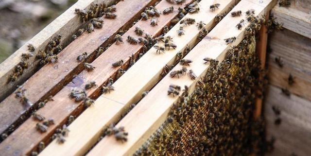 中蜂自然分蜂好还是人工分蜂好（中蜂分蜂技术）