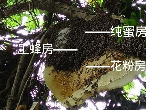 野生的蜜蜂窝长什么样子（野生蜜蜂窝怎么找）