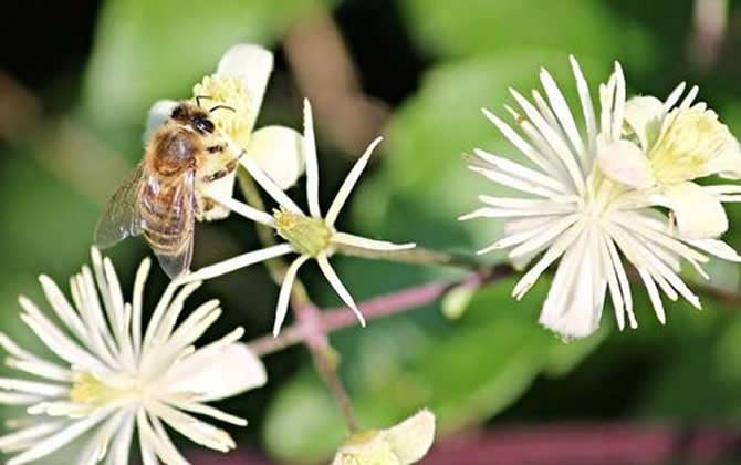 中蜂什么时候割蜜（土蜂什么时候割蜜最好）