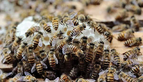 如何用空蜂箱吸引蜜蜂？