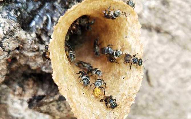 酸蜂怎么找到蜂窝（什么是酸蜂）