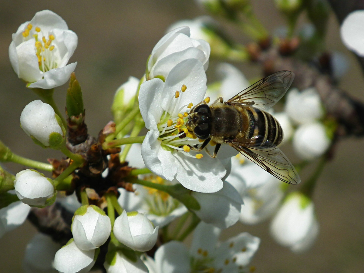 夏天蜜蜂采蜜吗（蜜蜂是夏天采蜜还是春天采蜜）