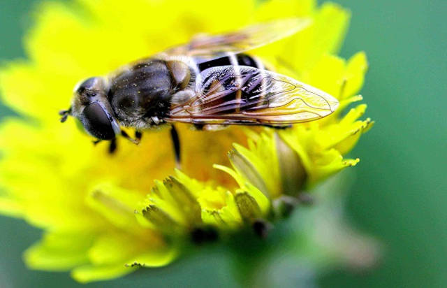 【蜜蜂知识】引诱野生蜜蜂最快的方法