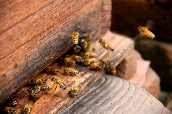 【蜜蜂知识】怎么引来蜜蜂自己养殖？