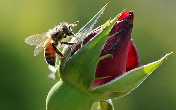 蜂王死了蜜蜂会怎样？