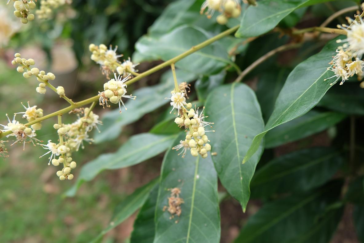 土蜂蜜和龙眼蜜有什么区别（龙眼蜜是土蜂蜜吗）