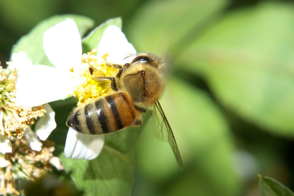 蜜蜂蜂螨怎么根治（治蜂螨不伤蜂的方法）