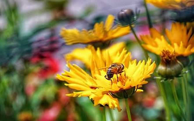 野生蜜蜂怎样抓回家养？(附带具体方法步骤和流程)