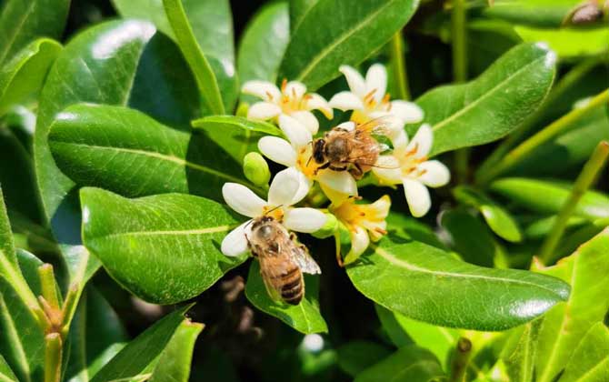 蜜蜂中的工蜂是什么蜂（什么是工蜂）