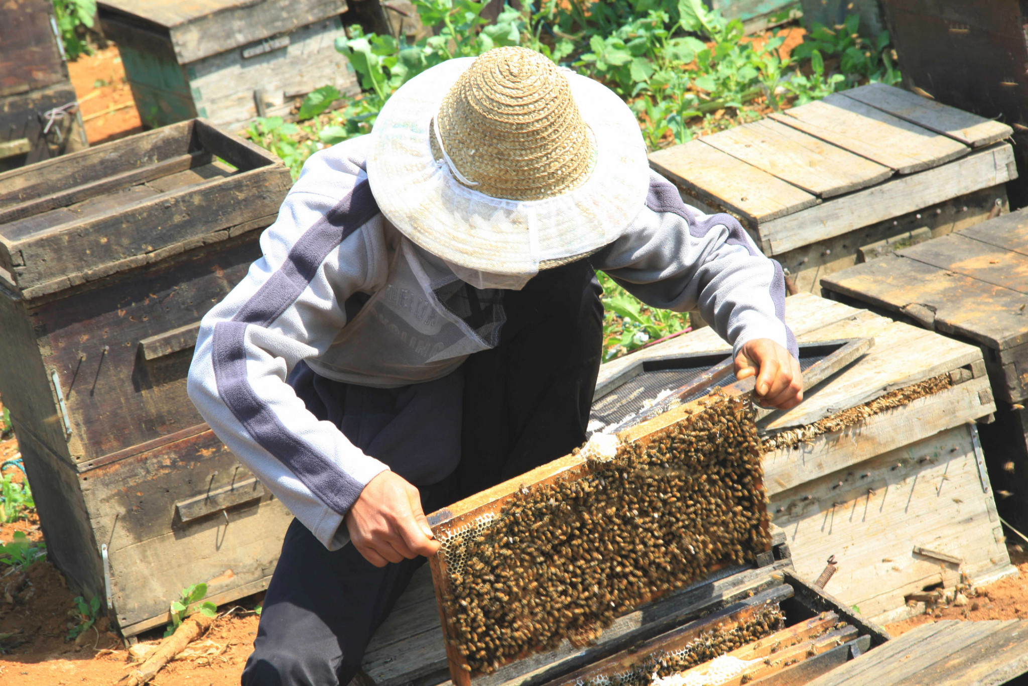 蜜蜂的养殖与管理技术（实用蜜蜂养殖新技术）