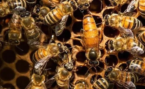 在蜂群中怎么找蜂王（蜂王一般在蜂群的什么位置）
