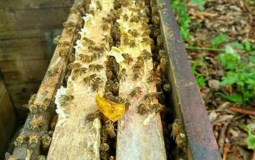 养蜂人怎么养蜜蜂（养蜂人怎么控制蜜蜂）