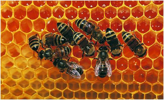 养殖新疆黑蜂的注意事项（新疆黑蜂蜂蜜怎么样）