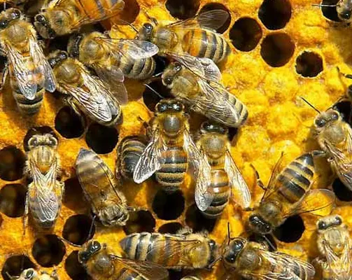 蜂蜜成熟后可以收割吗（割取蜂蜜的过程）