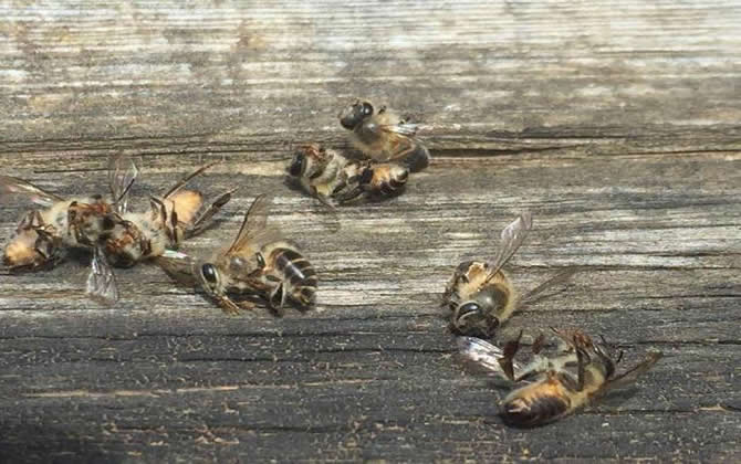 蜜蜂中毒了有哪些症状？