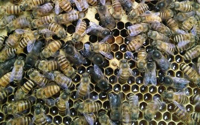 蜜蜂的雄蜂是什么发育而来（蜜蜂产雄蜂是什么原因）