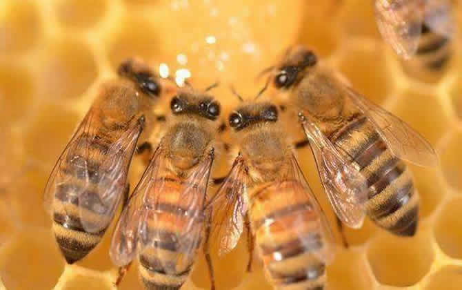 工蜂吃什么食物？