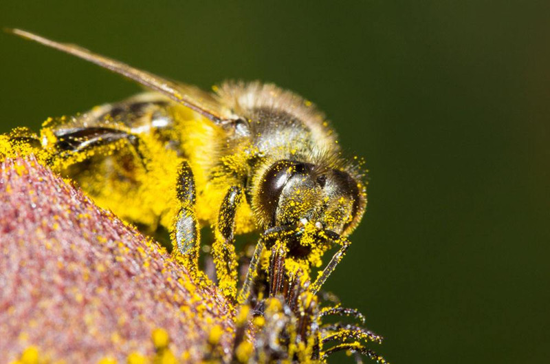 蜜蜂饲养管理专业用语（蜜蜂饲养管理术语）