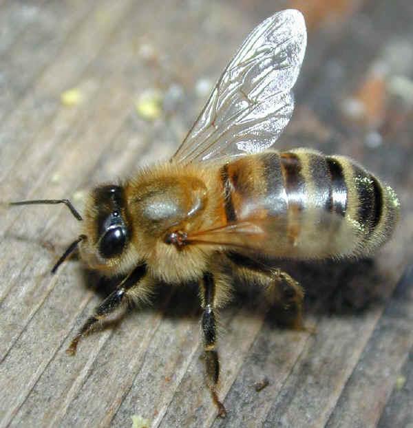 黑蜂有几种（黑蜂的种类及介绍）