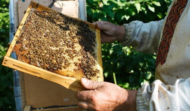 中华蜜蜂意大利蜂广东省分布（广东省蜜蜂分布情况）