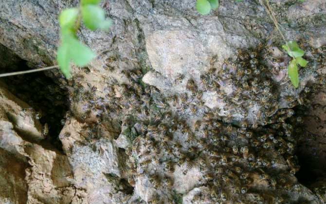 新收蜜蜂要多久才建巢？几天稳定？