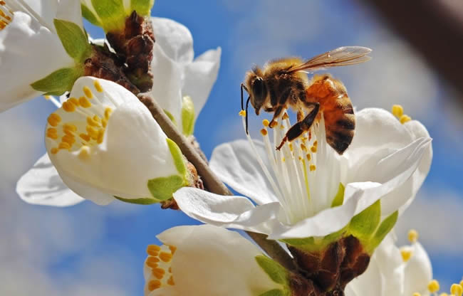 为什么蜜蜂要自然分蜂？