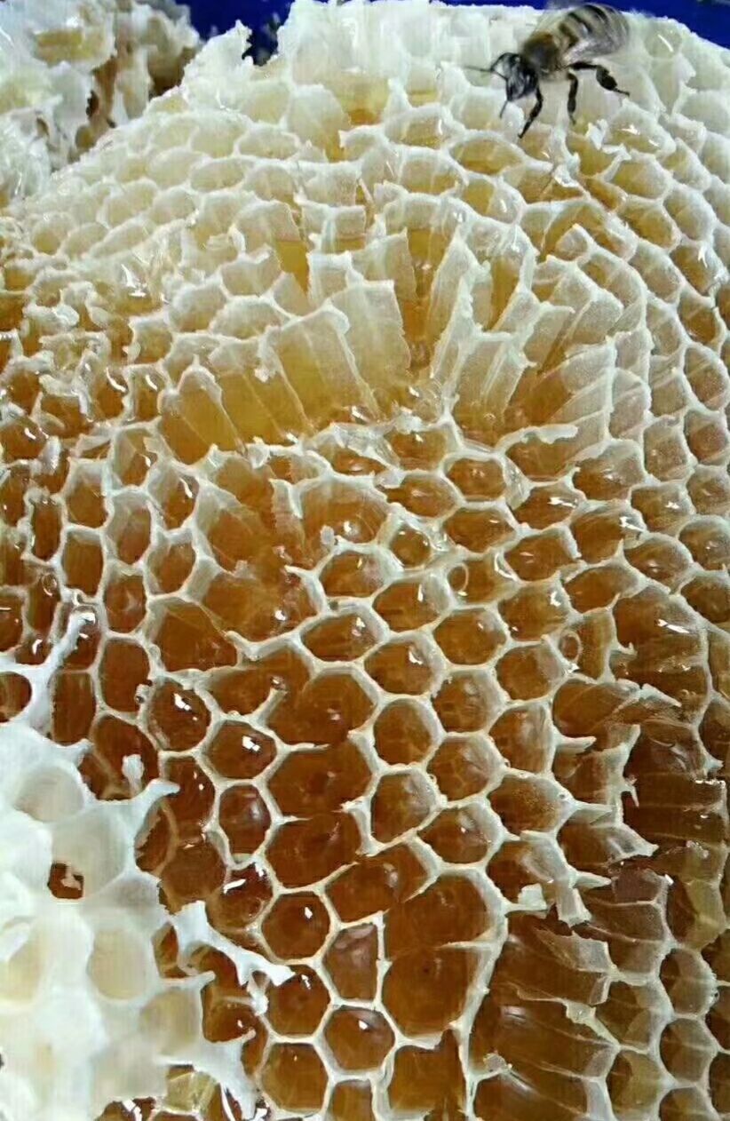 荔枝蜜可以减肥吗（哪些蜂蜜可以减肥）